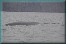 Fin-whale